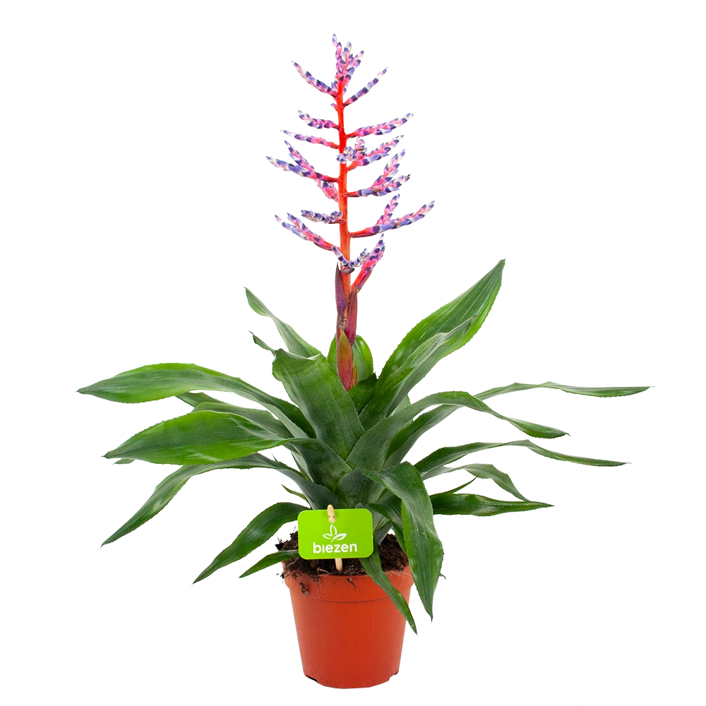 Aechmea Blue rain - Kokerbromelia - p12 h55 - Roze-Paars - Kamerplant Aechmea Blue Rain - Kokerbromelia - P12 H55 - Roze-Paars - Kamerplant -Buitentuinwinkel aechmea blue rain kokerbromelia p12 h55 roze paars 4