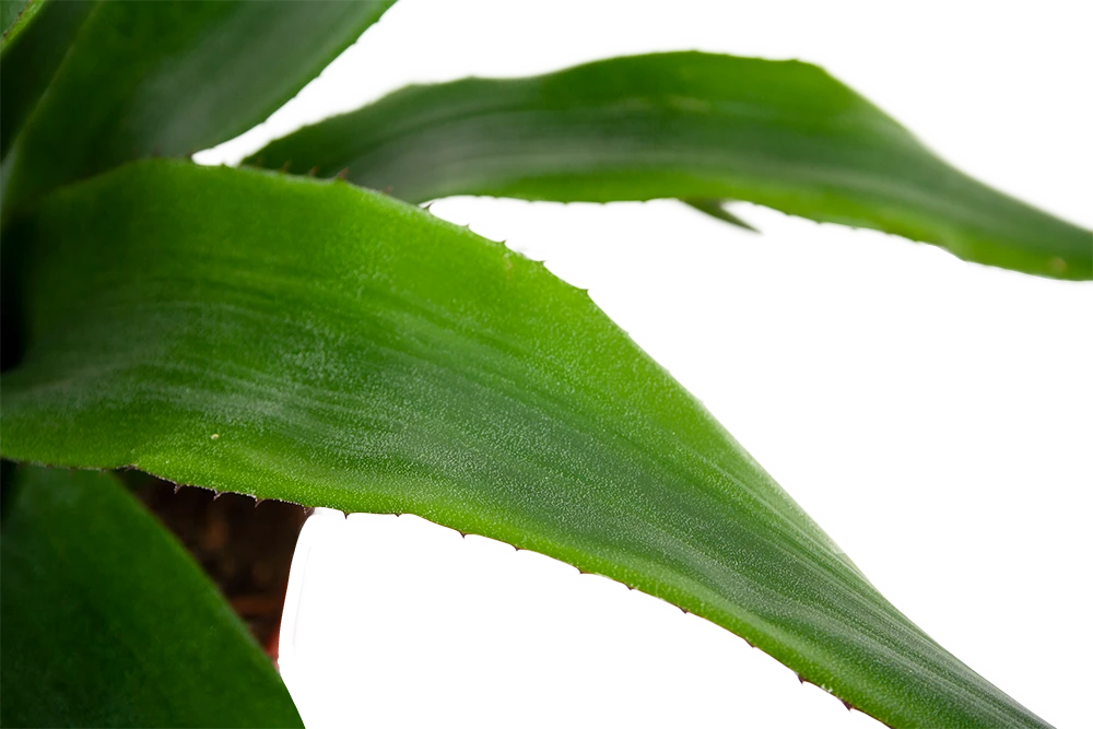 Aechmea Blue rain - Kokerbromelia - p12 h55 - Roze-Paars - Kamerplant Aechmea Blue Rain - Kokerbromelia - P12 H55 - Roze-Paars - Kamerplant -Buitentuinwinkel aechmea blue rain kokerbromelia p12 h55 roze paars 5