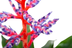 Aechmea Blue Rain - Kokerbromelia - P12 H55 - Roze-Paars - Kamerplant 2 Aechmea Blue Rain - Kokerbromelia - P12 H55 - Roze-Paars - Kamerplant -Buitentuinwinkel aechmea blue rain kokerbromelia p12 h55 roze paars 6
