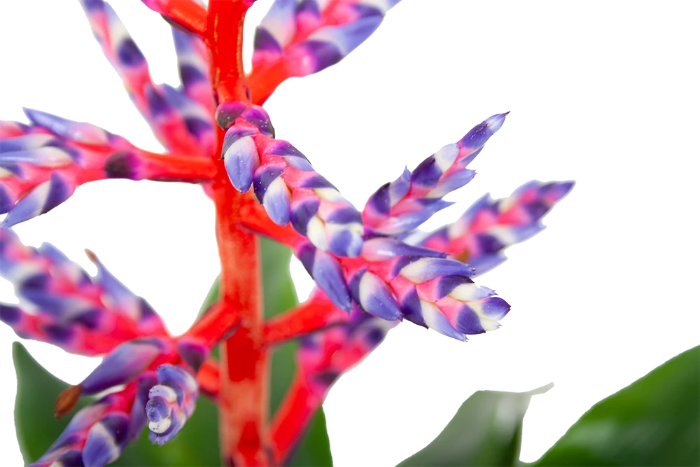 Aechmea Blue rain - Kokerbromelia - p12 h55 - Roze-Paars - Kamerplant Aechmea Blue Rain - Kokerbromelia - P12 H55 - Roze-Paars - Kamerplant -Buitentuinwinkel aechmea blue rain kokerbromelia p12 h55 roze paars 6