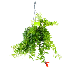 Aeschynanthus Caroline - Lipstickplant - In Hangpot - P15 H25 - Kamerplant
