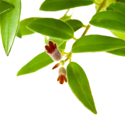 Aeschynanthus Caroline - Lipstickplant - In Hangpot - P15 H25 - Kamerplant -Buitentuinwinkel aeschynanthus caroline lipstickplant in hangpot p15 h25 6