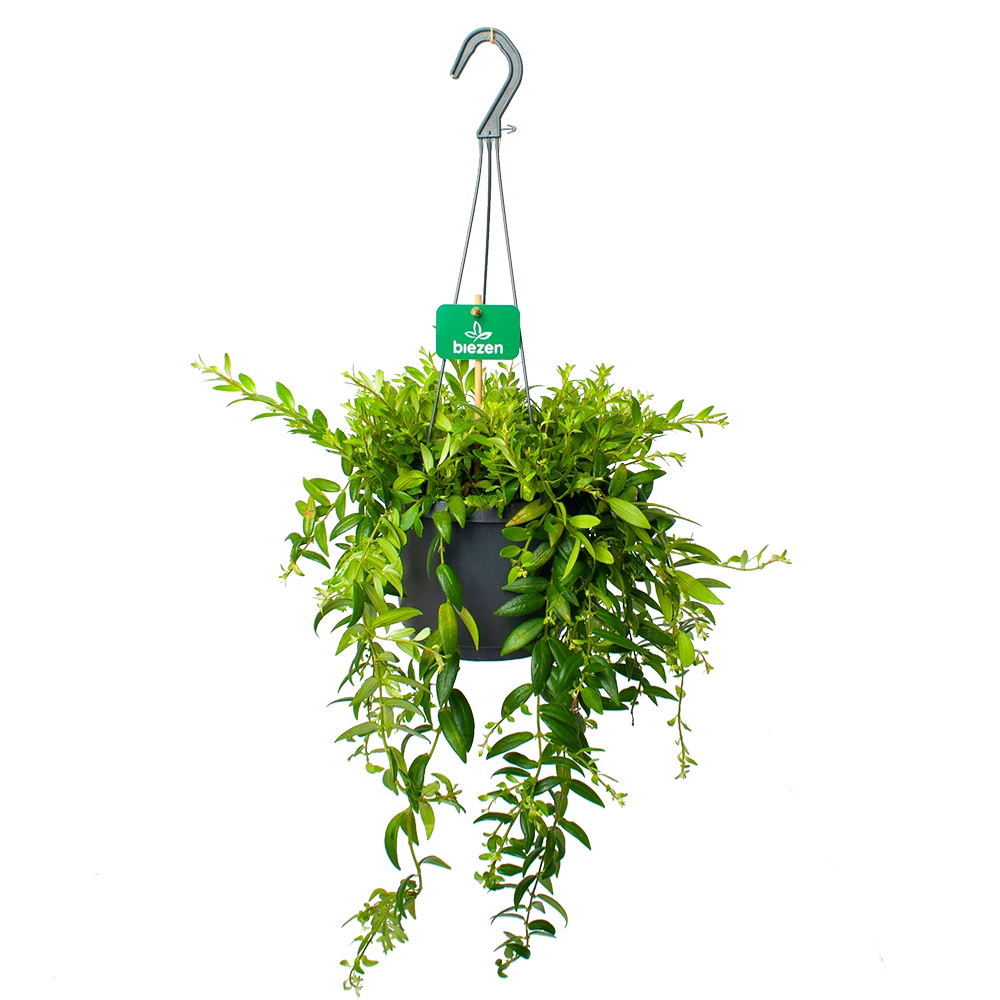 Aeschynanthus Japhrolepis - Lipstickplant - in Hangpot - p17 h50 - Kamerplant Aeschynanthus Japhrolepis - Lipstickplant - In Hangpot - P17 H50 - Kamerplant -Buitentuinwinkel aeschynanthus japhrolepis lipstickplant in hangpot p17 h50 1