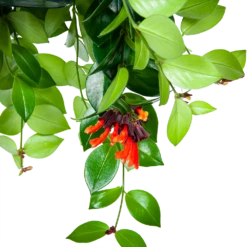 Aeschynanthus Monalisa - Lipstickplant - In Hangpot - P15 H20 - Kamerplant -Buitentuinwinkel aeschynanthus monalisa lipstickplant in hangpot p15 5