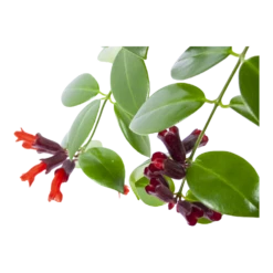 Aeschynanthus Monalisa - Lipstickplant - In Hangpot - P17 H40 - Kamerplant -Buitentuinwinkel aeschynanthus monalisa lipstickplant in hangpot p17 h40 6