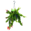 Aeschynanthus Rasta - Lipstickplant - In Hangpot - P15 H20 - Kamerplant