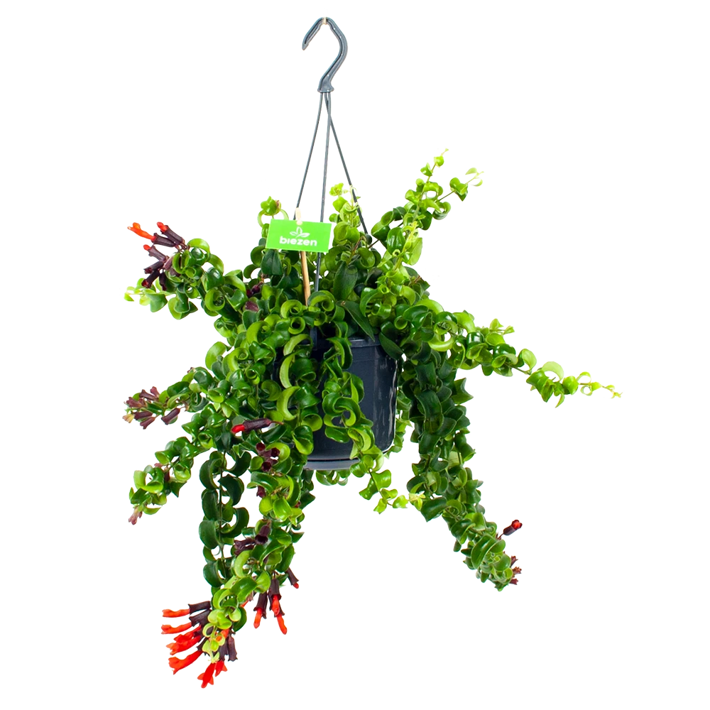 Aeschynanthus Rasta - Lipstickplant - in Hangpot - p15 h20 - Kamerplant Aeschynanthus Rasta - Lipstickplant - In Hangpot - P15 H20 - Kamerplant -Buitentuinwinkel aeschynanthus rasta lipstickplant p15 4 12