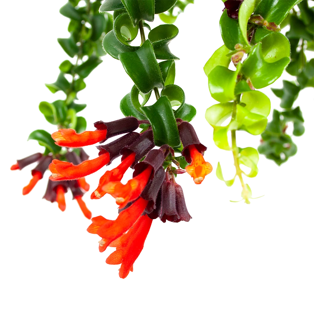 Aeschynanthus Rasta - Lipstickplant - in Hangpot - p15 h20 - Kamerplant Aeschynanthus Rasta - Lipstickplant - In Hangpot - P15 H20 - Kamerplant -Buitentuinwinkel aeschynanthus rasta lipstickplant p15 5 12