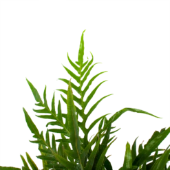 Aglaomorpha Jim - P17 H45 - Kamerplant -Buitentuinwinkel aglaomorpha jim p17 h45 3