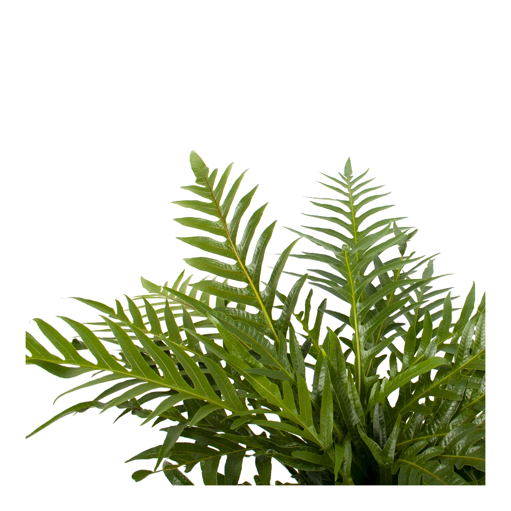 Aglaomorpha Jim - p19 h65 - Kamerplant Aglaomorpha Jim - P19 H65 - Kamerplant -Buitentuinwinkel aglaomorpha jim p19 h65 2