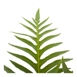 Aglaomorpha Jim - P19 H65 - Kamerplant 2 Aglaomorpha Jim - P19 H65 - Kamerplant -Buitentuinwinkel aglaomorpha jim p19 h65 3