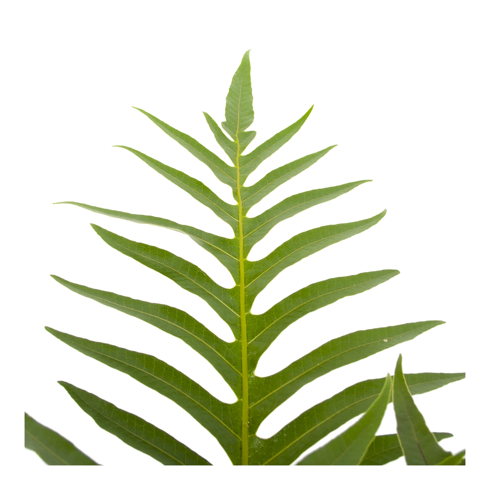 Aglaomorpha Jim - p19 h65 - Kamerplant Aglaomorpha Jim - P19 H65 - Kamerplant -Buitentuinwinkel aglaomorpha jim p19 h65 3