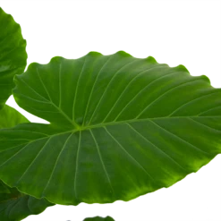 Alocasia Gageana California - Olifantsoor - P21 H85 - Kamerplant -Buitentuinwinkel alocasia gageana california olifantsoor p21 h85 6 1