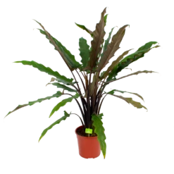 Alocasia Lauterbachiana - Olifantsoor - P27 H110 - Kamerplant