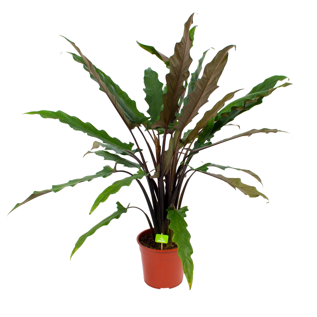 Alocasia Lauterbachiana - Olifantsoor - p27 h110 - Kamerplant Alocasia Lauterbachiana - Olifantsoor - P27 H110 - Kamerplant -Buitentuinwinkel alocasia lauterbachiana olifantsoor p27 h110 1 2