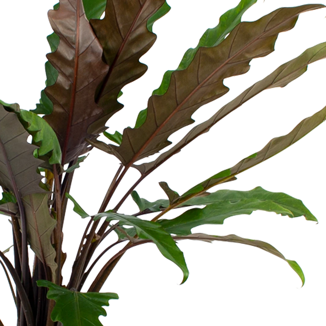 Alocasia Lauterbachiana - Olifantsoor - p27 h110 - Kamerplant Alocasia Lauterbachiana - Olifantsoor - P27 H110 - Kamerplant -Buitentuinwinkel alocasia lauterbachiana olifantsoor p27 h110 5 2