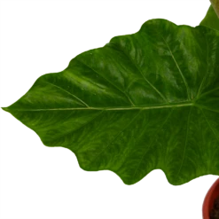 Alocasia Portodora - Olifantsoor - P21 H90 - Kamerplant -Buitentuinwinkel alocasia portodora olifantsoor p21 h90 4