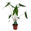 Alocasia Zebrina - Olifantsoor - P17 H60 - Kamerplant