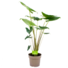 Alocasia Zebrina - Olifantsoor - P21 H70 - Kamerplant