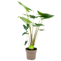 Alocasia Zebrina - Olifantsoor - P21 H70 - Kamerplant