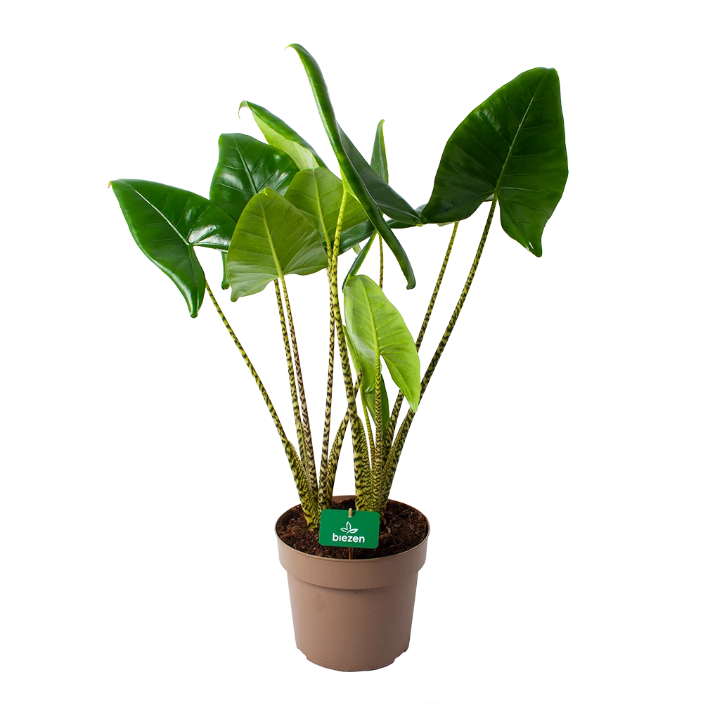 Alocasia Zebrina - Olifantsoor - p24 h90 - Kamerplant Alocasia Zebrina - Olifantsoor - P24 H90 - Kamerplant -Buitentuinwinkel alocasia zebrina olifantsoor p24 h90 1