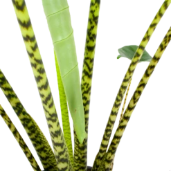 Alocasia Zebrina - Olifantsoor - P32 H120 - Kamerplant 2 Alocasia Zebrina - Olifantsoor - P32 H120 - Kamerplant -Buitentuinwinkel alocasia zebrina olifantsoor p32 h120 6