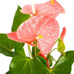 Buitentuinwinkel -Buitentuinwinkel anthurium andreanum flamingoplant p17 h70 roze 5 1