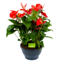 Anthurium Andreanum - Flamingoplant - P30 H80 Rood - Kamerplant