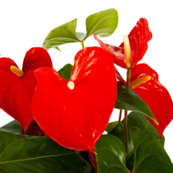 Buitentuinwinkel -Buitentuinwinkel anthurium andreanum flamingoplant p30 h80 rood 5 1