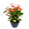 Anthurium Andreanum - Flamingoplant - P30 H80 Roze - Kamerplant