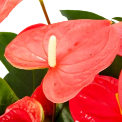 Buitentuinwinkel -Buitentuinwinkel anthurium andreanum flamingoplant p30 h80 roze 5 1
