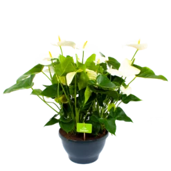 Anthurium Andreanum - Flamingoplant - P30 H80 Wit - Kamerplant