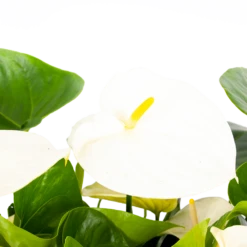 Buitentuinwinkel -Buitentuinwinkel anthurium andreanum flamingoplant p30 h80 wit 5 1