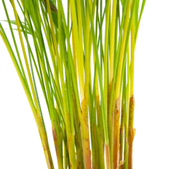 Areca - Goudpalm - P17 H90 - Kamerplant -Buitentuinwinkel areca goudpalm p17 h90 6 2