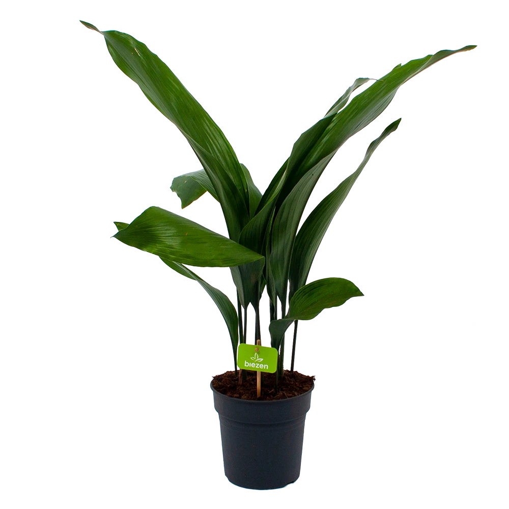 Aspidistra Elatior - Kwartjesplant - p17 h70 - Kamerplant Aspidistra Elatior - Kwartjesplant - P17 H70 - Kamerplant -Buitentuinwinkel aspidistra elatior kwartjesplant p17 h70 1 1