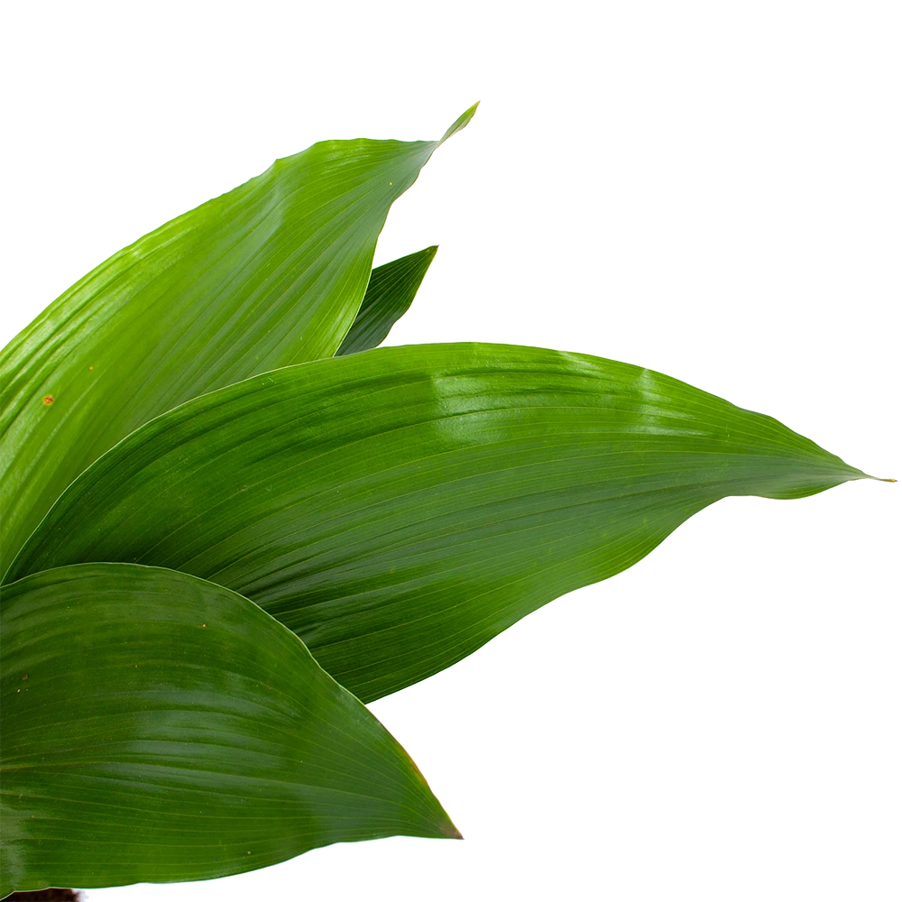 Aspidistra Elatior - Kwartjesplant - p17 h70 - Kamerplant Aspidistra Elatior - Kwartjesplant - P17 H70 - Kamerplant -Buitentuinwinkel aspidistra elatior kwartjesplant p17 h70 5 1