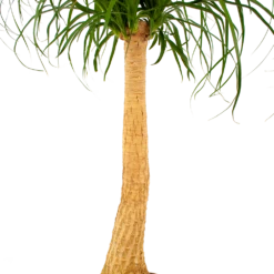 Beaucarnea Recurvata - Op Stam - Olifantenpoot - P27 H100 - Kamerplant -Buitentuinwinkel beaucarnea recurvata op stam olifantenpoot p27 h100 6 1