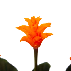 Calathea Crocata - Eeuwige Vlam - P15 H45 - Kamerplant -Buitentuinwinkel calathea crocata eeuwige vlam p15 h45 4