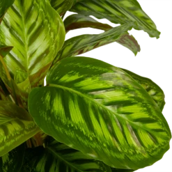 Calathea Flamestar - Schaduwplant - P32 H80 - Kamerplant -Buitentuinwinkel calathea flamestar schaduwplant p32 h80 5
