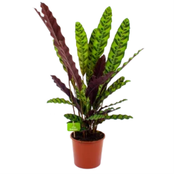 Calathea Insigne - Livingplant - P17 H65 - Kamerplant