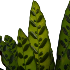 Calathea Insigne - Livingplant - P21 H60 - Kamerplant -Buitentuinwinkel calathea insigne livingplant p21 h60 4