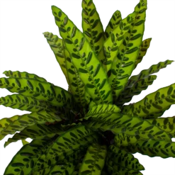 Nieuwe uitgaven -Buitentuinwinkel calathea insigne livingplant p27 h80 5 3