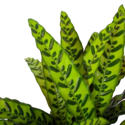 Calathea Insigne - Livingplant - P27 H80 - Kamerplant -Buitentuinwinkel calathea insigne livingplant p27 h80 6 3