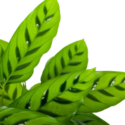 Nieuwe uitgaven -Buitentuinwinkel calathea leopardina schaduwplant p17 h70 5