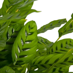 Nieuwe uitgaven -Buitentuinwinkel calathea leopardina schaduwplant p27 h90 kamerplant 3