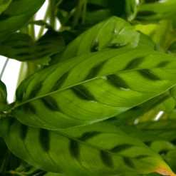 Calathea Leopardina - Schaduwplant - P27 H90 - Kamerplant -Buitentuinwinkel calathea leopardina schaduwplant p27 h90 kamerplant 4