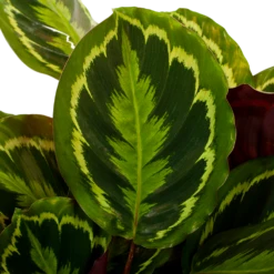 Nieuwe uitgaven -Buitentuinwinkel calathea medaillon schaduwplant p27 h90 5 1