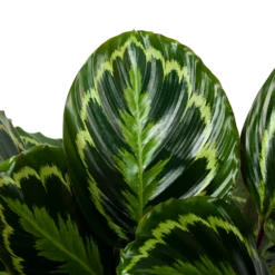 Nieuwe uitgaven -Buitentuinwinkel calathea medaillon schaduwplant p32cm h80cm 5