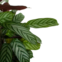 Nieuwe uitgaven -Buitentuinwinkel calathea oppenheimiana pauwenplant p21 h105 5 1