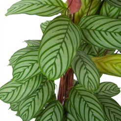 Nieuwe uitgaven -Buitentuinwinkel calathea oppenheimiana schaduwplant p27 h130 5